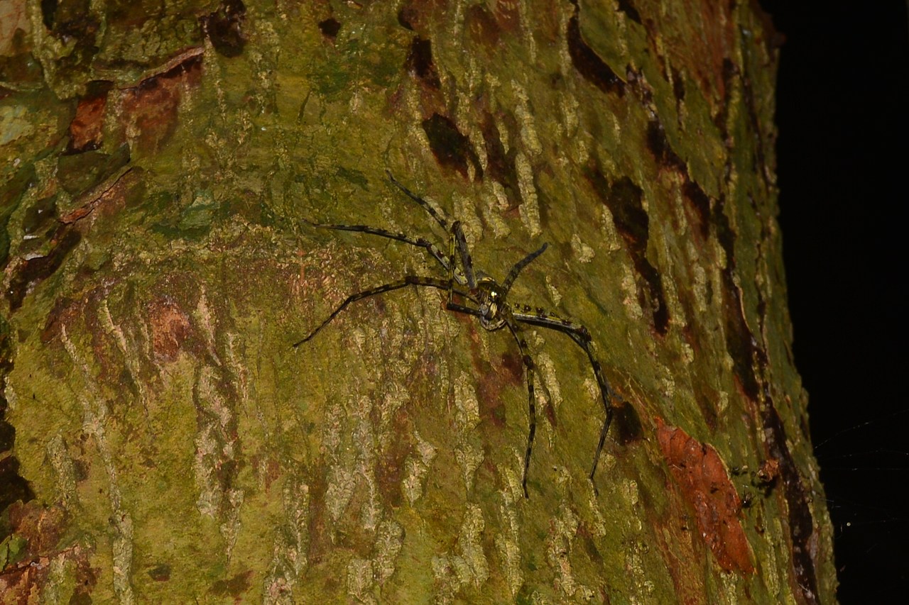 Heteropoda boiei Heteropoda boiei